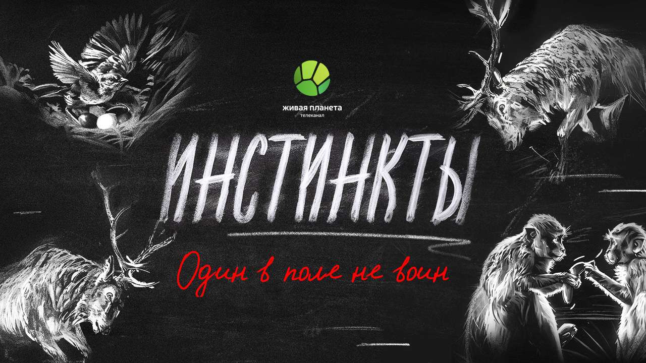 Новый выпуск «Один в поле не воин» документального цикла «Инстинкты» на «Живой Планете»