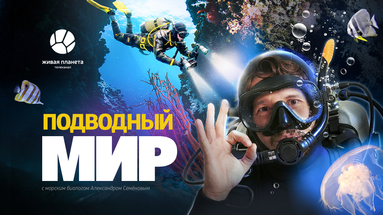 Проект «Подводный мир» телеканала «Живая Планета» покажут в Приморском океанариуме