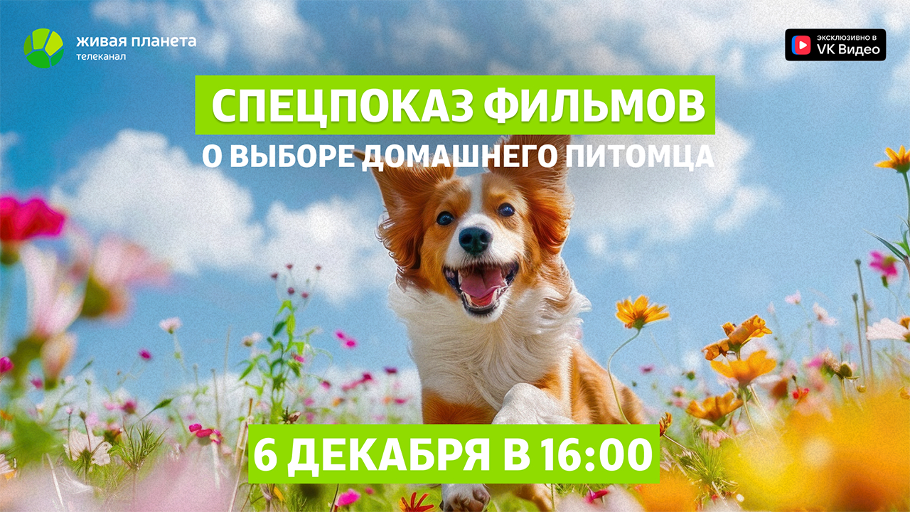 Телеканал «Живая Планета» расскажет, как правильно выбрать домашнего питомца