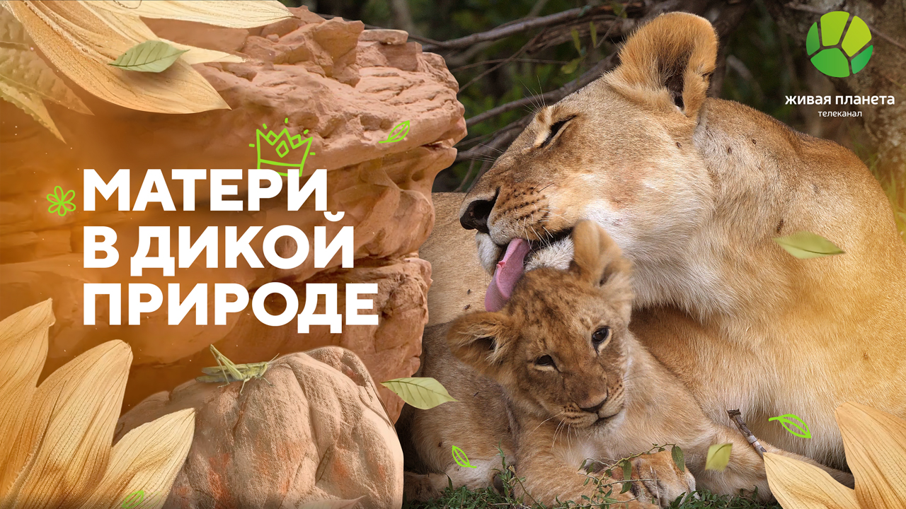 Премьера документального фильма «Матери в дикой природе» на «Живой Планете»