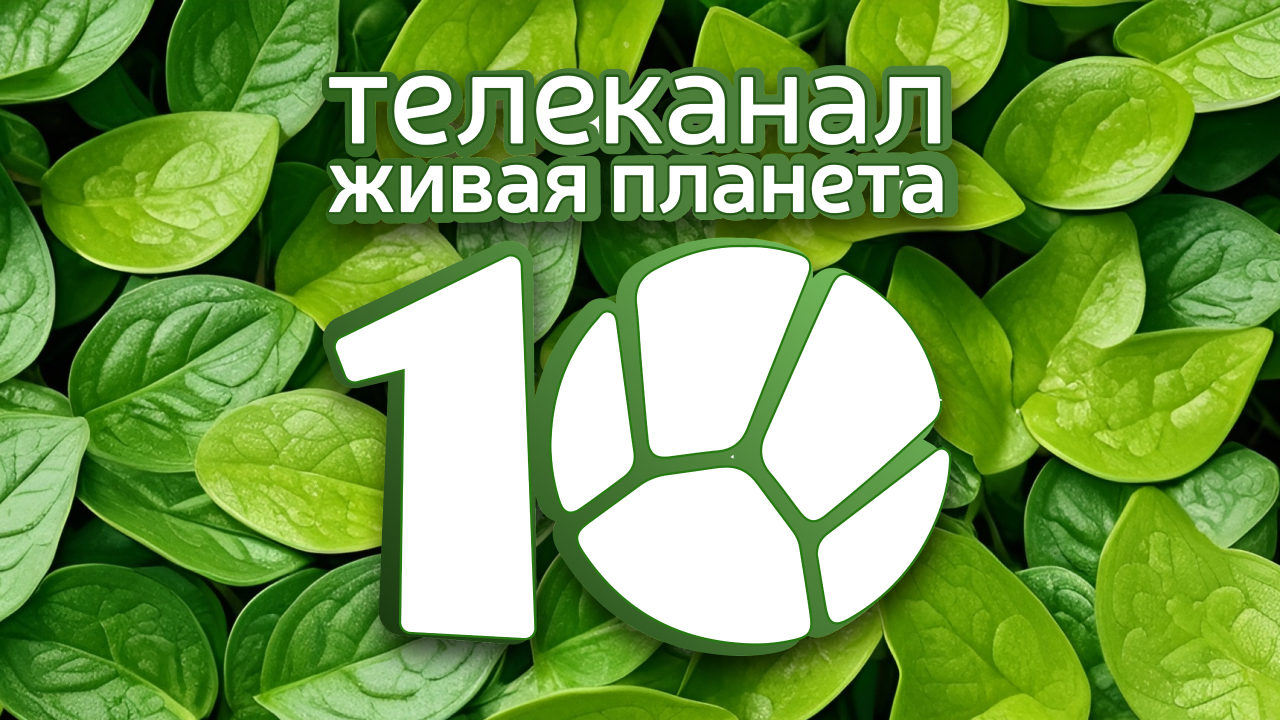 Глава Минприроды Александр Козлов поздравил коллектив телеканала «Живая Планета» с юбилеем