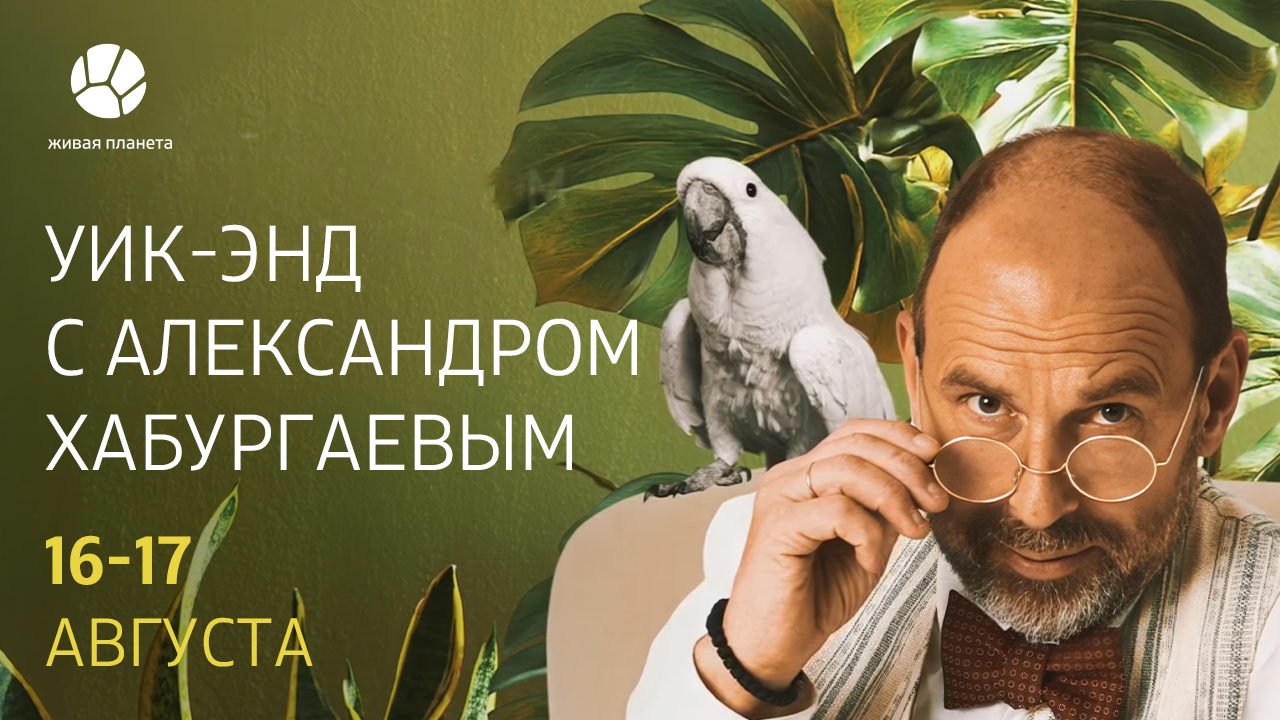 Поиски ядовитых змей, дятел-вредитель и самый опасный зверь Африки: выходные с Александром Хабургаевым на «Живой Планете»