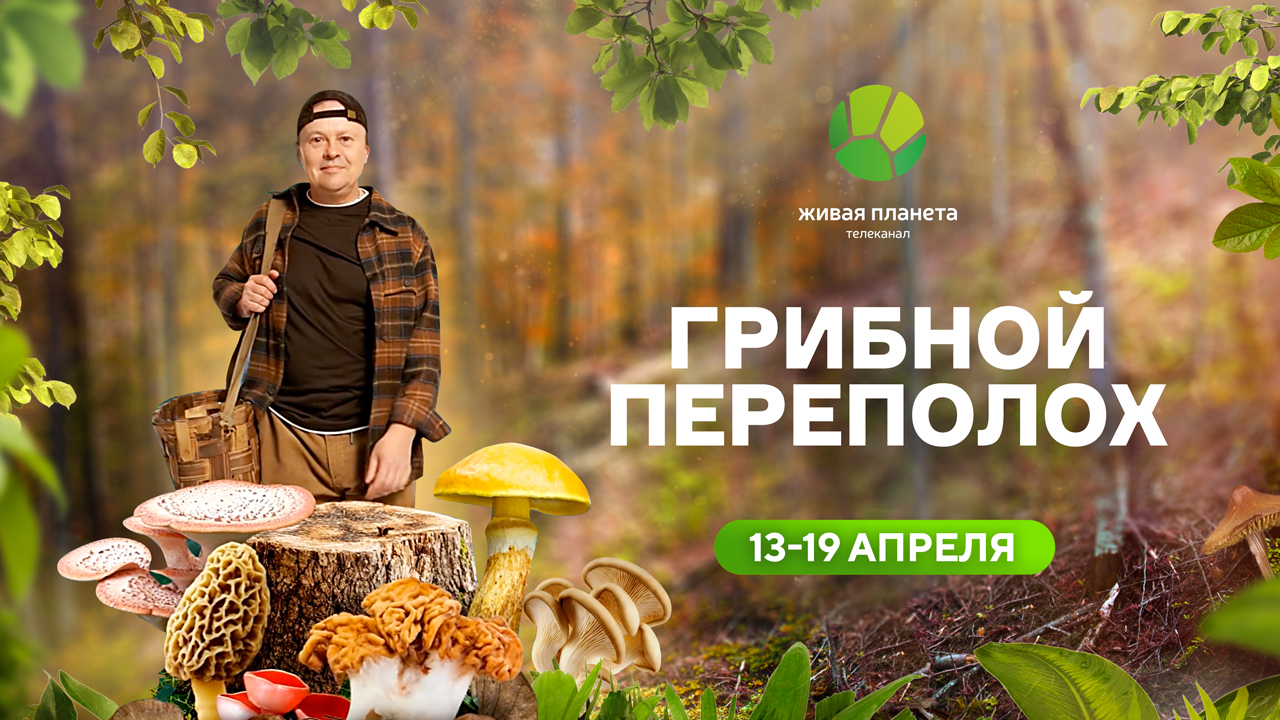 Молодильные грибы, гигантские строчки и котлеты из трутовика: «Грибной переполох» на «Живой Планете»