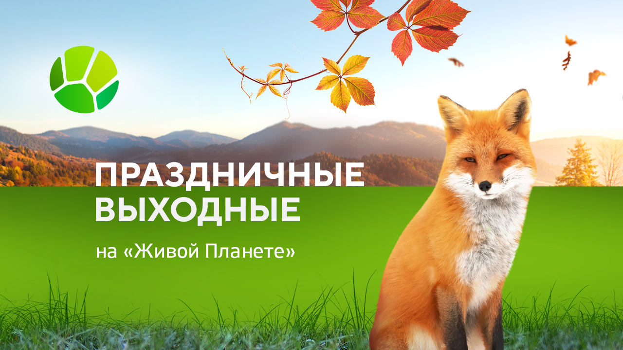 Заповедные тайны, звуки природы и погружение в океан: праздничные выходные на «Живой Планете»