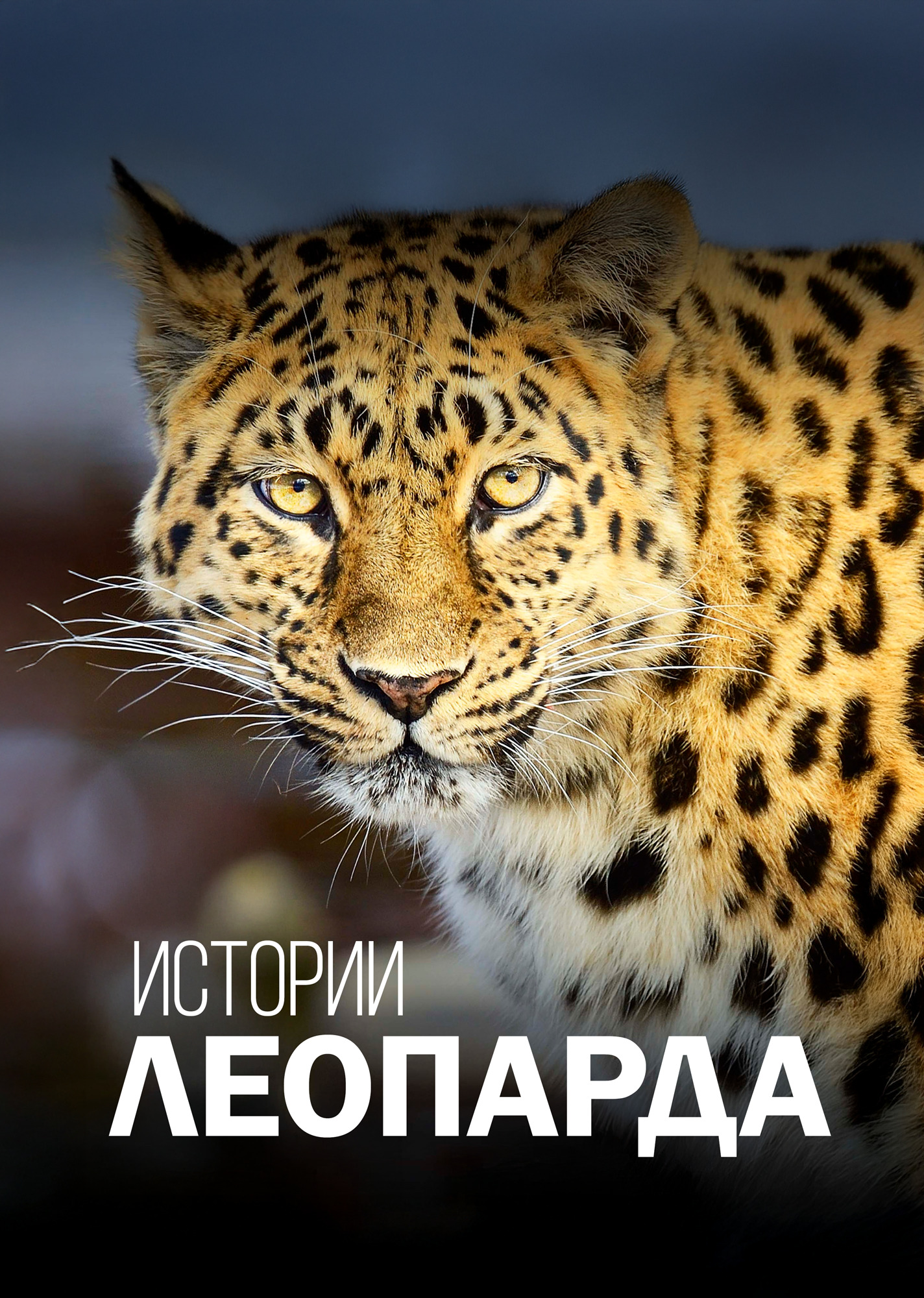 Истории леопарда
