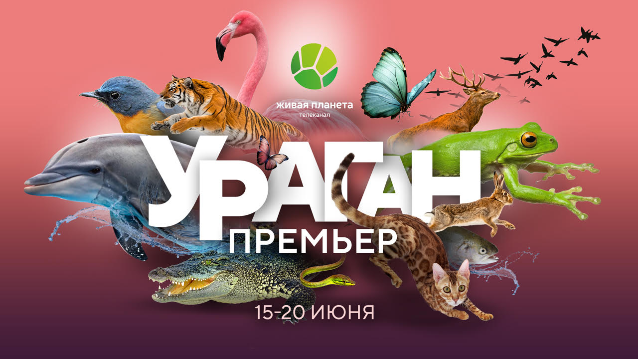 Дикие страсти и тайны природы: ураган премьер на «Живой Планете»