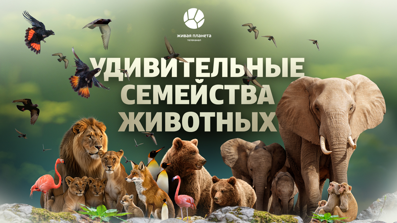 Премьера многосерийного документального проекта «Удивительные семейства животных» на «Живой Планете»